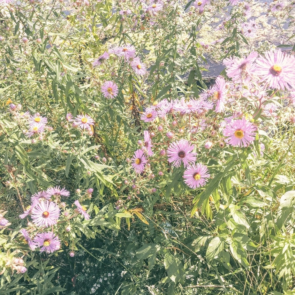 Meet your Posher, Lily